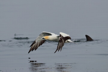 gannet