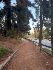 path in the woods