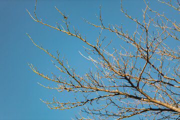 A stark silhouette against a vibrant blue sky ; Bare branches stretch towards the endless sky ; A serene scene of bare branches and a clear sky