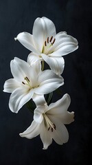 Fototapeta premium Three white lilies on a dark background, showcasing their delicate beauty.