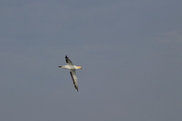 gannet