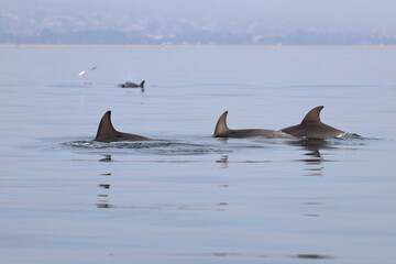 Obraz premium bottlenose dolphin