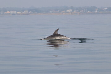 Fototapeta premium bottlenose dolphin