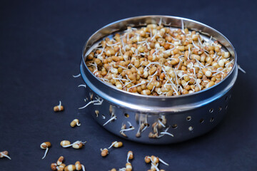 Freshly sprouted matki, also known as moth beans. Small brown legumes that are commonly used in Indian cuisine. Nutrient rich, packed with protein, fiber, vitamins. Ideal for salads, and curries