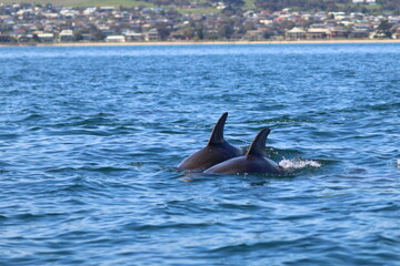 bottlenose dolphin © Thomas