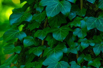 Ivy leaves. Green leaf background. Leafy nature