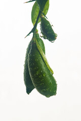 The Australian finger lime plant is a thorny understorey shrub or small tree of lowland subtropical rainforest