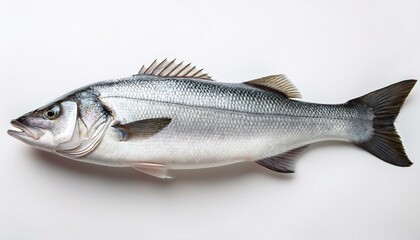 Fototapeta premium Raw seabass with sleek, shiny scales and distinct shape, displayed on a simple white background
