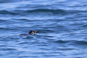 Fototapeta premium little penguin