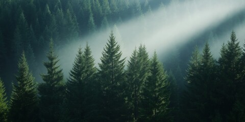 Sun rays breaking through dense forest canopy, spotlighting evergreen treetops early in the morning light.