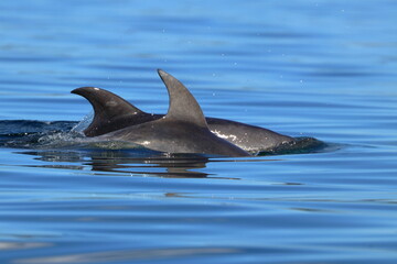Fototapeta premium bottlenose dolphin