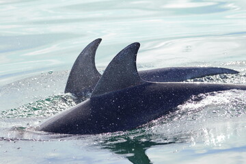 Naklejka premium bottlenose dolphin