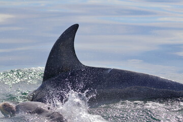Fototapeta premium bottlenose dolphin