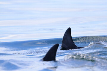 Naklejka premium bottlenose dolphin