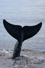 bottlenose dolphin