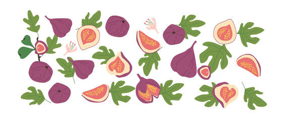 Hand drawn abstract fruit fig plant set. Whole fruit, slices, pieces and leaves, flowers. Can used for posters, labels, patterns.
