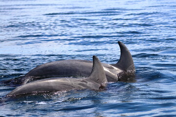 Fototapeta premium bottlenose dolphin