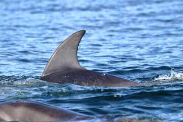 bottlenose dolphin