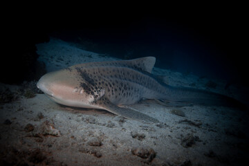 Leopard Shark (Stegostoma tigrinum) aka Zebra Shark