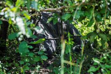 Rhinoceros resting in a Bush at a Uganda Nature park