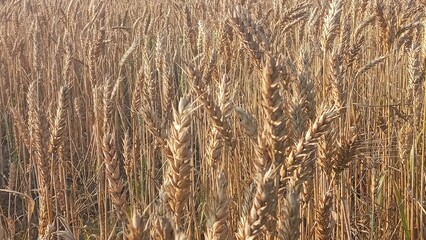 Vibrant golden wheat field basking in the sun s glow on a summer day