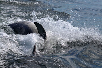 bottlenose dolphins