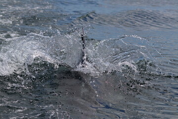 bottlenose dolphins