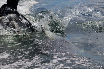 bottlenose dolphins