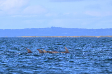 bottlenose dolphins