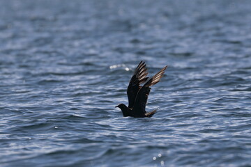 brown skua