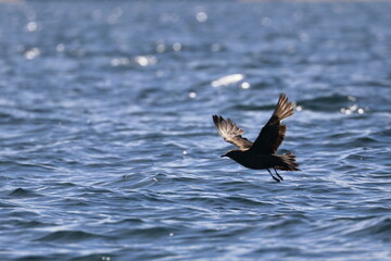 brown skua
