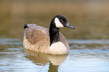 Canadian geese, Branta canadensis on the lake. Wild geese swim in the Park,Close-up of a Canada goose Branta canadensis, foraging in a green meadow