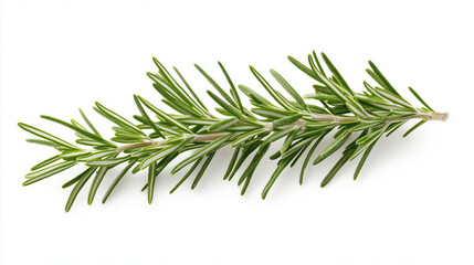 Fototapeta premium A sprig of fresh rosemary with needle-like leaves on a white background, looking fresh and aromatic