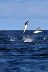 diving gannet