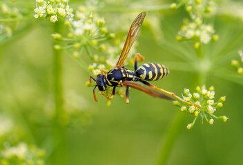 Wasp on a yellow flower. Macro