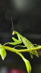 green praying mantis