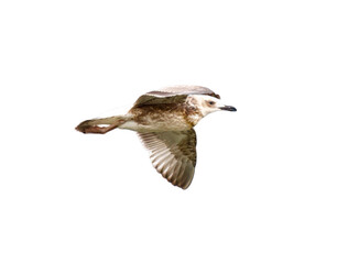 Seagull in flight isolated on white background