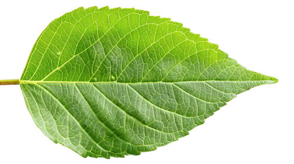 Obraz premium Detailed Green Leaf Isolated on White Background