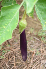 Fresh long purple brinjal (eggplant) hanging on the plant, brinjal in the vegetable field waiting to be picked for consumption. brinjal hanging on the brinjal plant. Fresh vegetable, healthy vegetable