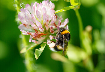 Bee on a pink clover flower. Macro