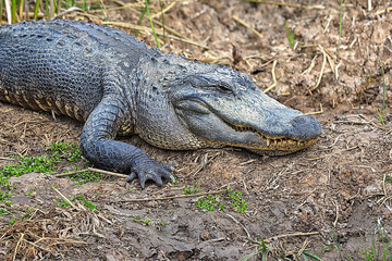 An alligator basking in the warmth of the morning sun, found in southeastern Texas, and many other gulf coast states.