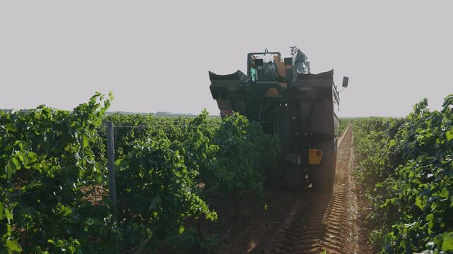GRAPE HARVESTER, REAR VIEW WHILE HARVESTING