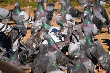 Feeding pigeons on the street