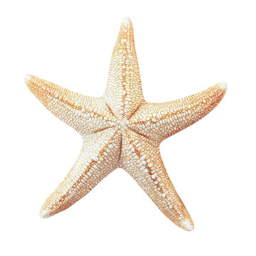 Beautiful Starfish ron transparent  Background