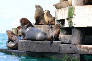 Fototapeta premium fur seal