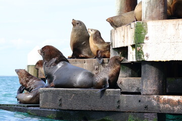 fur seal