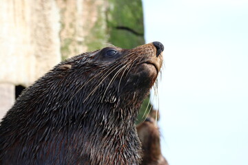 fur seal