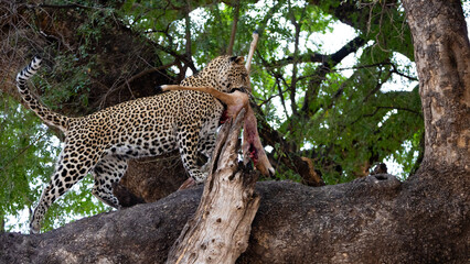 a young male leopard feeding on an impala carcass in a mashatu tree