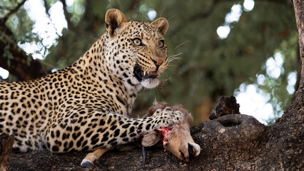 a young male leopard feeding on an impala carcass in a mashatu tree