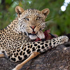 a young male leopard feeding on an impala carcass in a mashatu tree